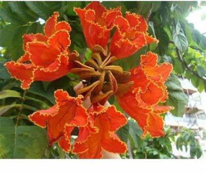 KPL AFRICAN African Tulip Tree