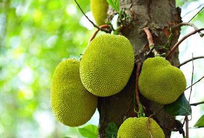R Star Garden Jack Fruit Plant
