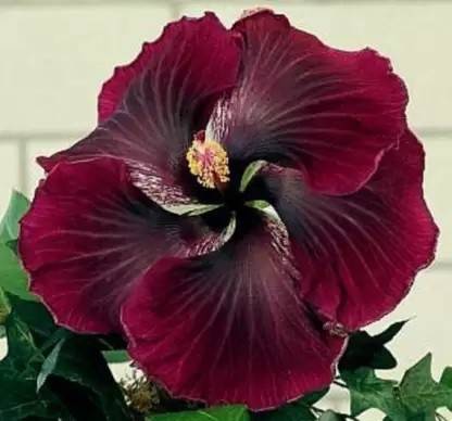 Greenery Nursery Hibiscus Plant