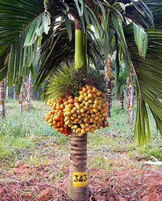 Greenery Nursery Betel Nut/Supari Plant