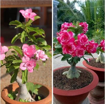 PUSHPARGHYA Rose Plant