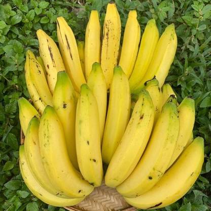 Grosmichel Banana Plant