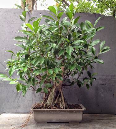 minatigreenhouse Ficus Bonsai