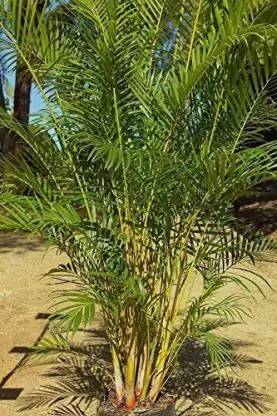 Augadh Areca Palm
