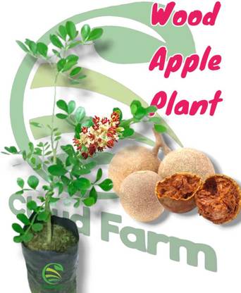 Cloud Farm Wood Apple Plant