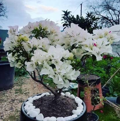 PetalPath Bougainvillea Plant