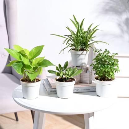 UGAOO Golden Money Plant, Aralia Plant, Crassula Plant, Spider Plant