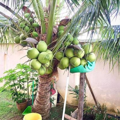 Green view Coconut Plant