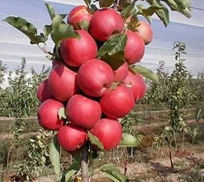 Earth Plant Farm Apple Plant