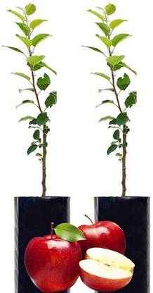 EZtect Apple Plant