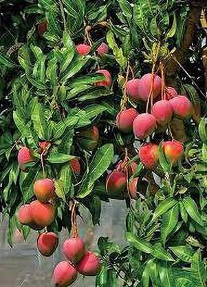 Live World Mango Plant