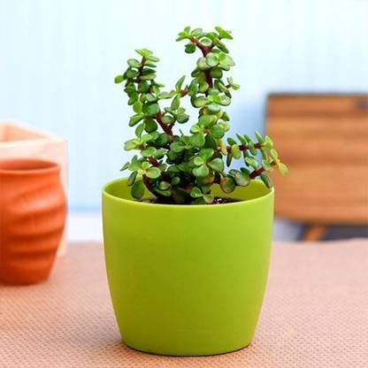 SINGLE BOY PLANT Jade Plant