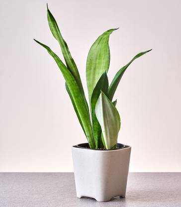 Horticult Sansevieria Plant