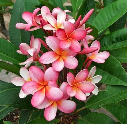 Graveyard Aechmea Plant