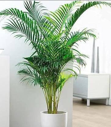 KUBERAA Areca Palm