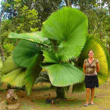 the green dotcom Fan Palm Plant