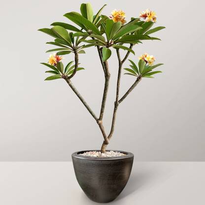 natikrd Plumeria Plant