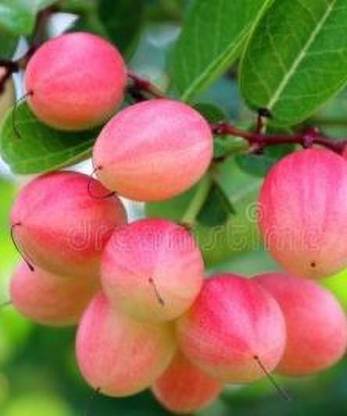 Globalplants Karonda Plant