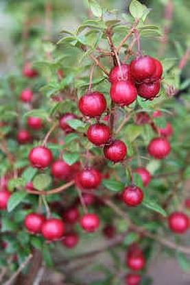 chilean guava Guava Plant