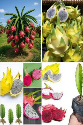 BREEZY BLOOMS Dragon Tree
