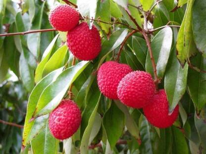 Puspita Nursery Litchi Plant