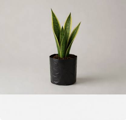 dashing customer Snake Plant