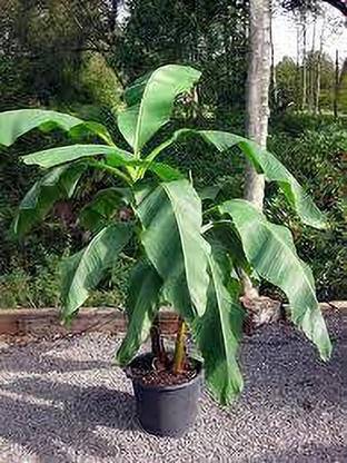 Cloud Farm Banana Plant