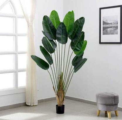 GREENPLANT Paradise Tree Plant