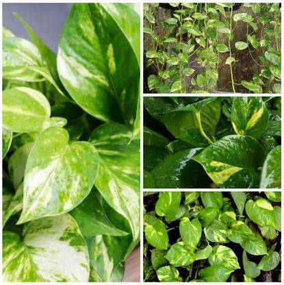 Cloud Farm Money Plant