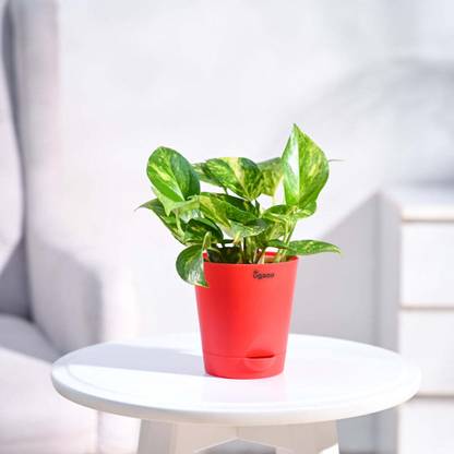 UGAOO Variegated Money Plant