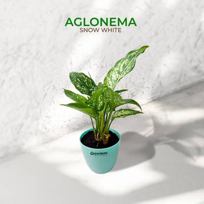 Greenium Aglaonema Plant