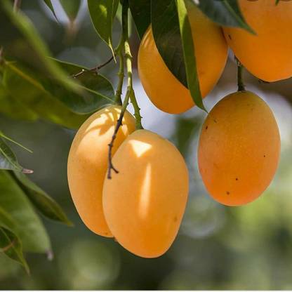 alphonso langda chousa mango Mango Plant