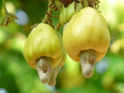 Axotic Thai Grafted Cashew Plant