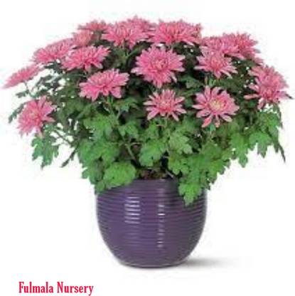Fulmala Nursery Chrysanthemum