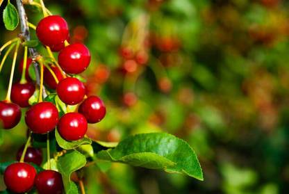 PUSHPARGHYA Cherry Fruit Plant
