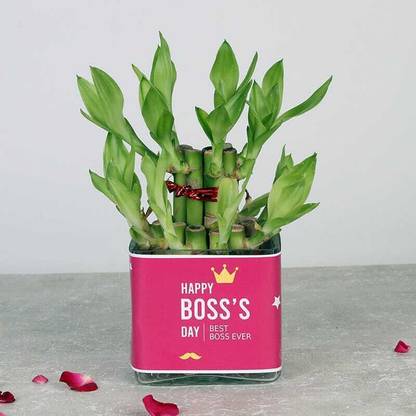 ARYAN EVERGREEN Lucky Bamboo Straight Stick