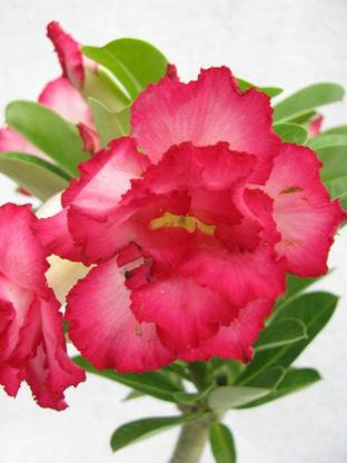 Cloud Farm Adenium Plant