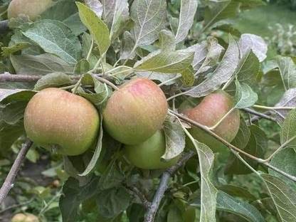 Exotic Plant Hot Climate Apple Plant