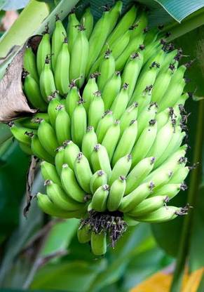 Clouding Hub Banana Plant