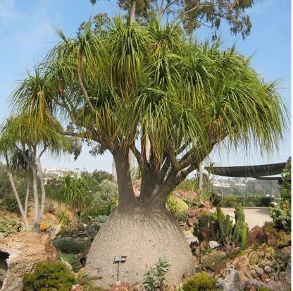 NRDhub Ponytail Palm Plant