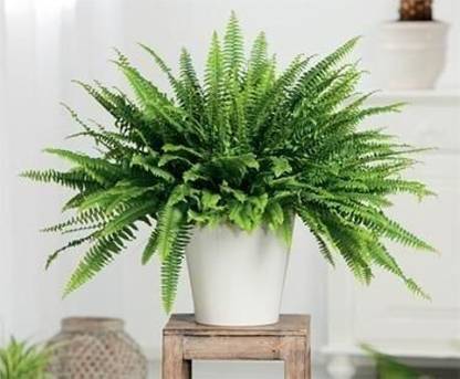 maa sitala store Fern Plant