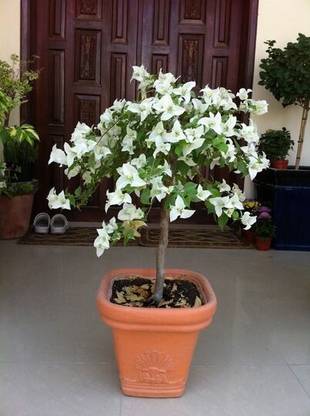 Bougainvillea Bougainvillea Plant