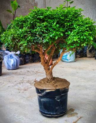 Cloud Farm Table Palm Plant