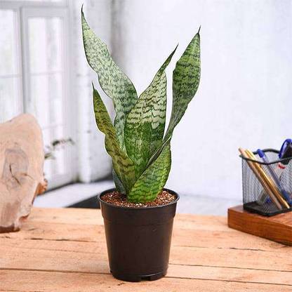 DM Green Plant nursery Snake Plant