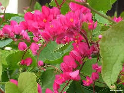 KPL HONOLULU Honolulu Creeper Plant