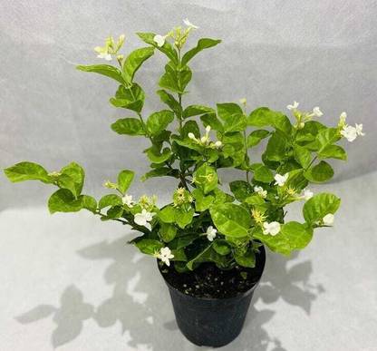 JASMINE Jasmine Plant