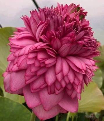 BIKASH Lotus Plant