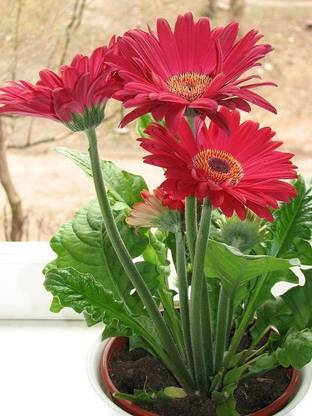 GERBERA Gerbera Plant