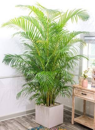 Axotic Indore Areca Plam