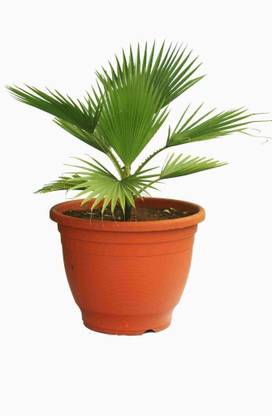 Natural Nursery Latania Palm Plant